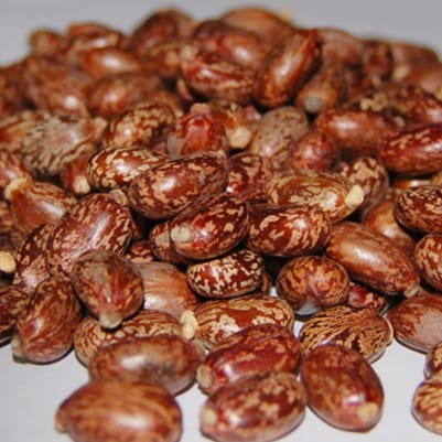 Castor Seeds
